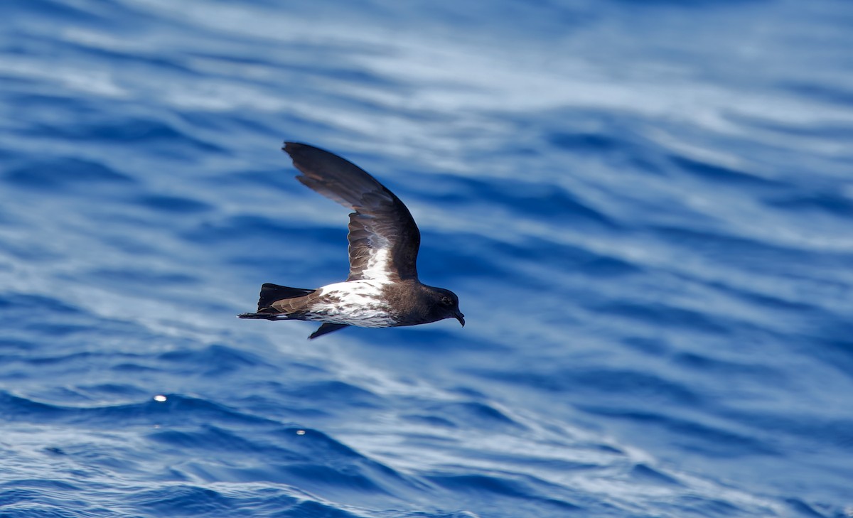 New Caledonian Storm-Petrel - ML638888824