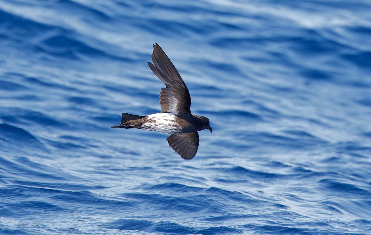 New Caledonian Storm-Petrel - ML638888825