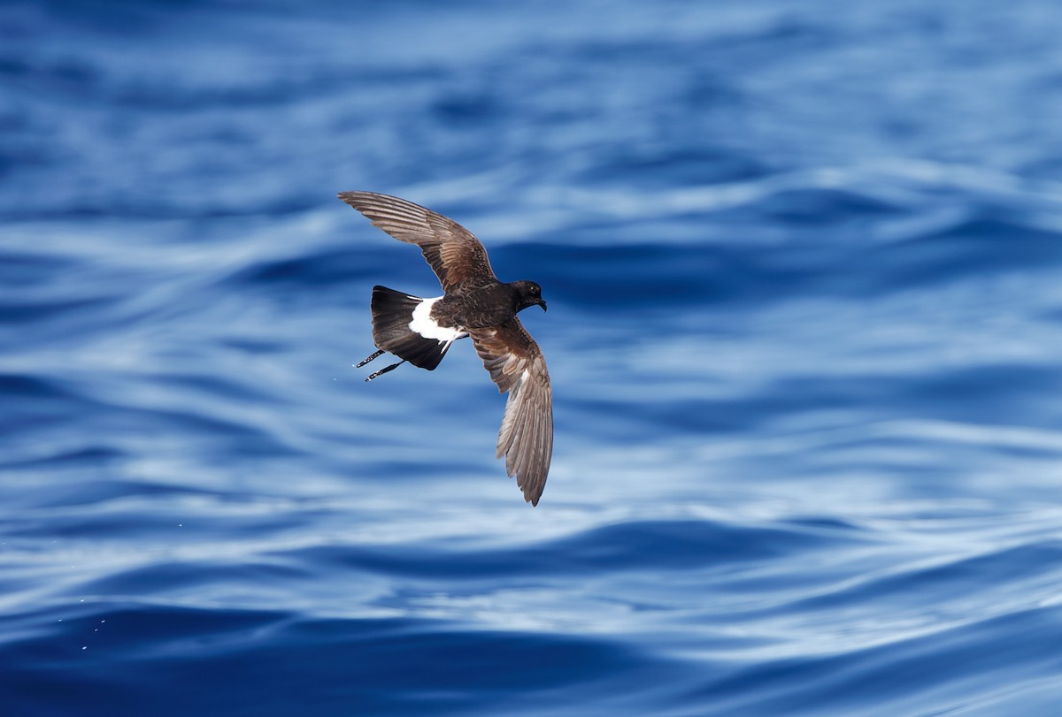 New Caledonian Storm-Petrel - ML638888826