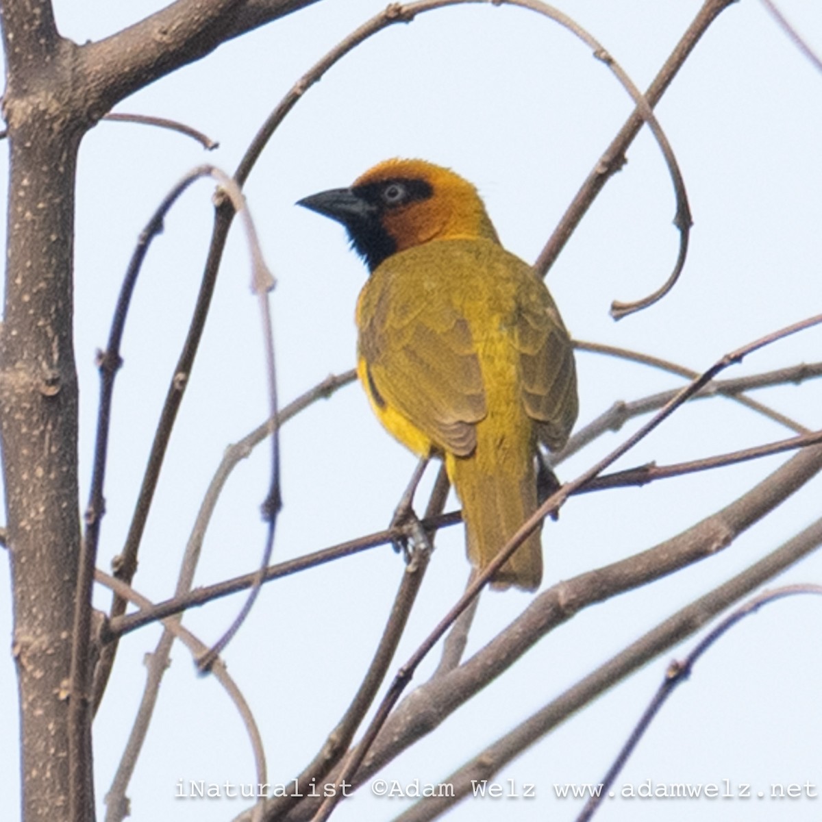 Olive-naped Weaver - ML638888845
