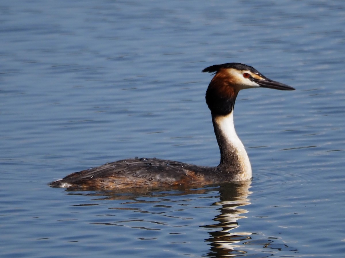 Great Crested Grebe - ML638888885