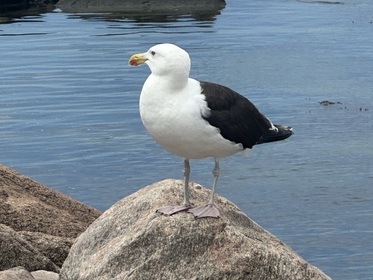 Мартин морський - ML638888897