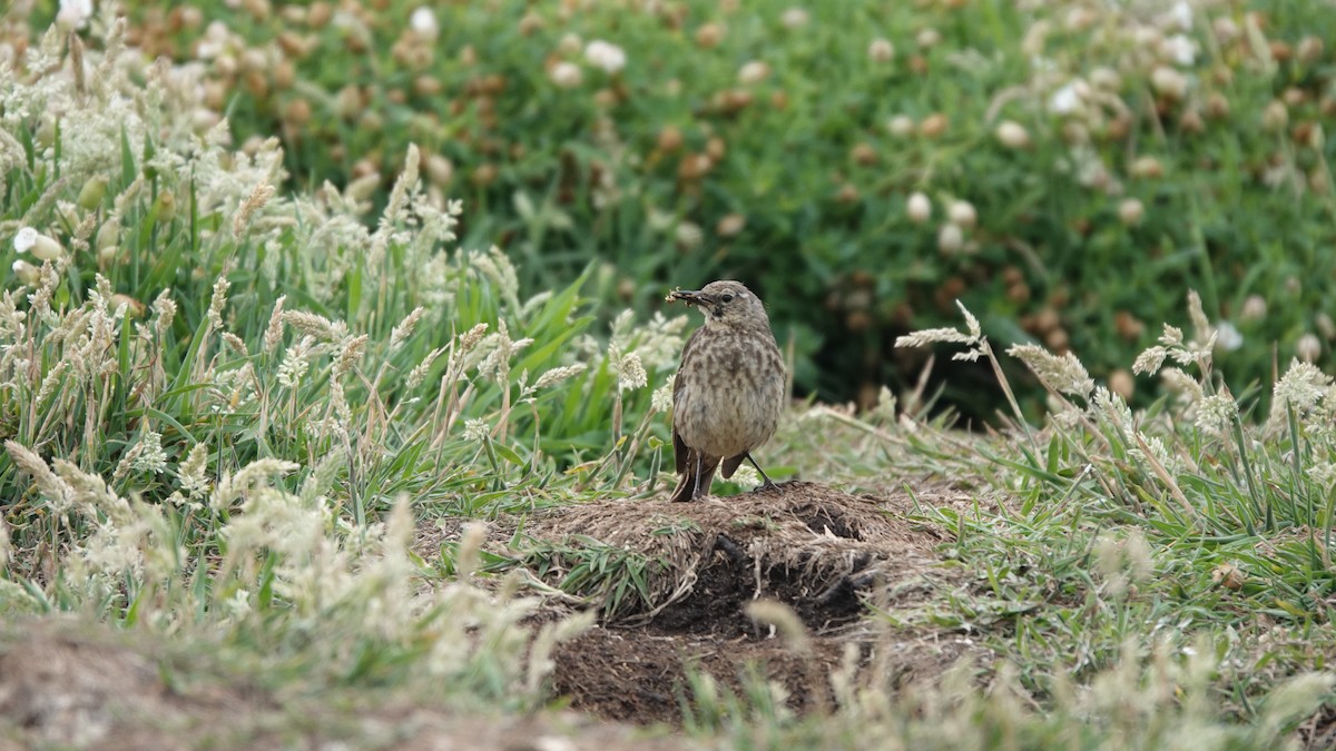 Rock Pipit - ML638888921