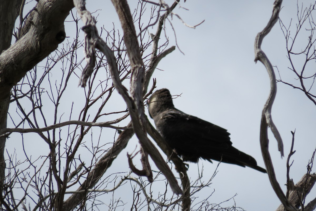 Carnaby's Black-Cockatoo - Stephanie Chambers