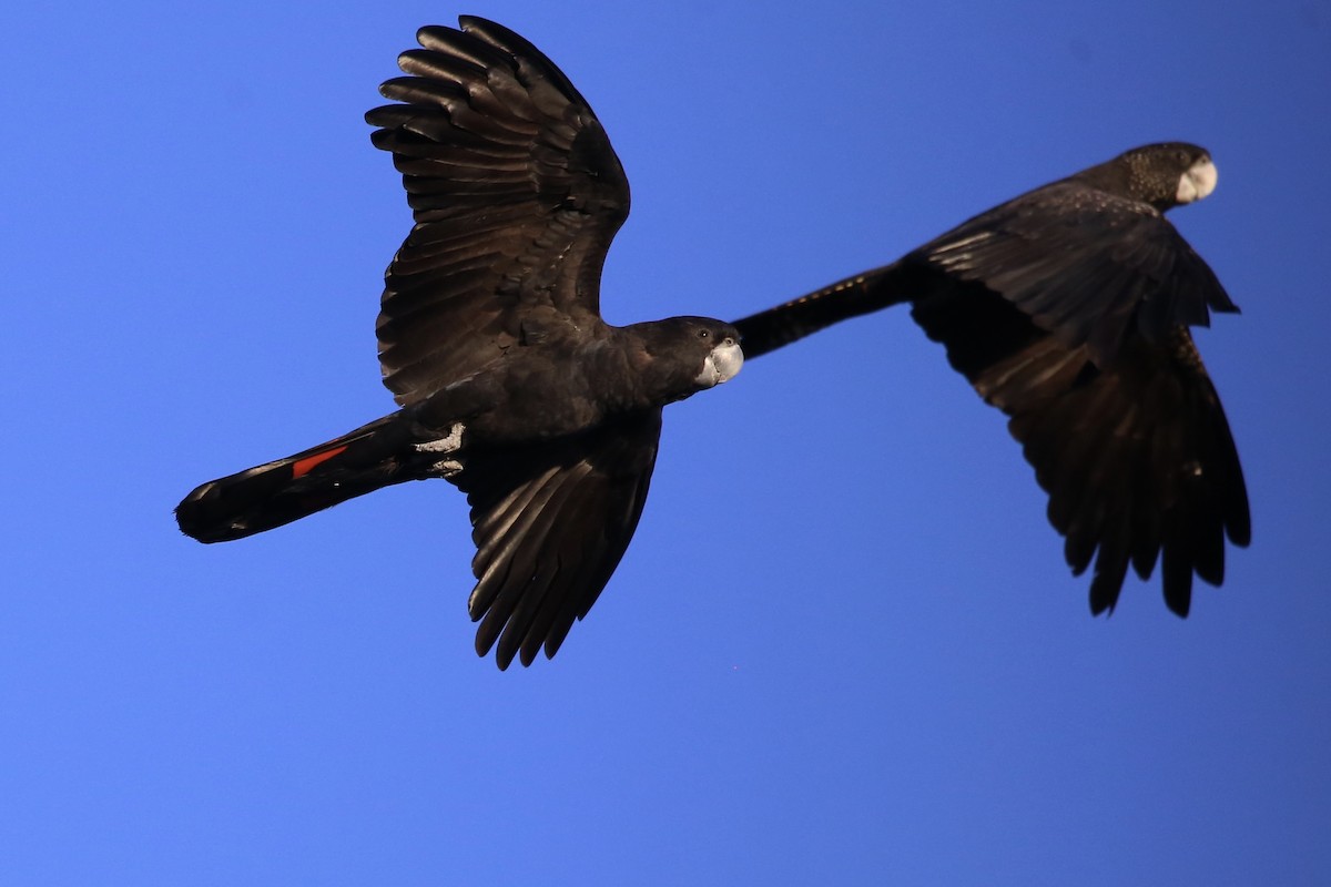 Red-tailed Black-Cockatoo - ML638888927