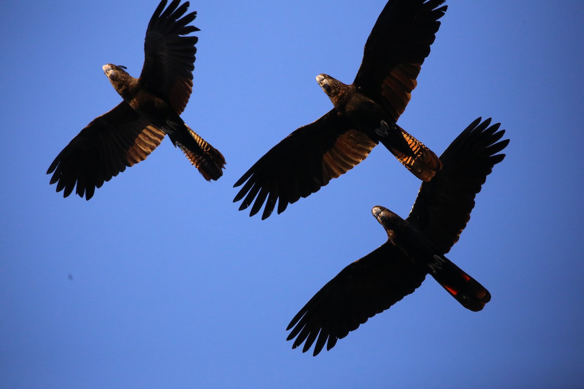 Red-tailed Black-Cockatoo - ML638888928