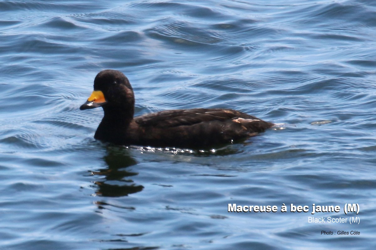 Black Scoter - ML638889015