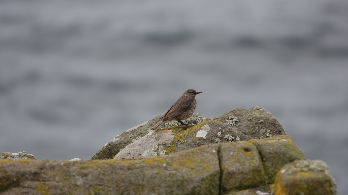 Rock Pipit - ML638889016