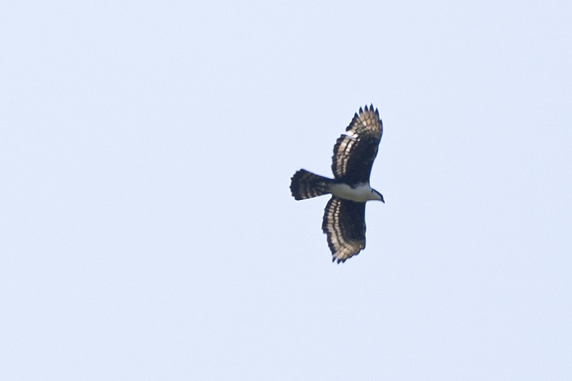 Cassin's Hawk-Eagle - ML638889027