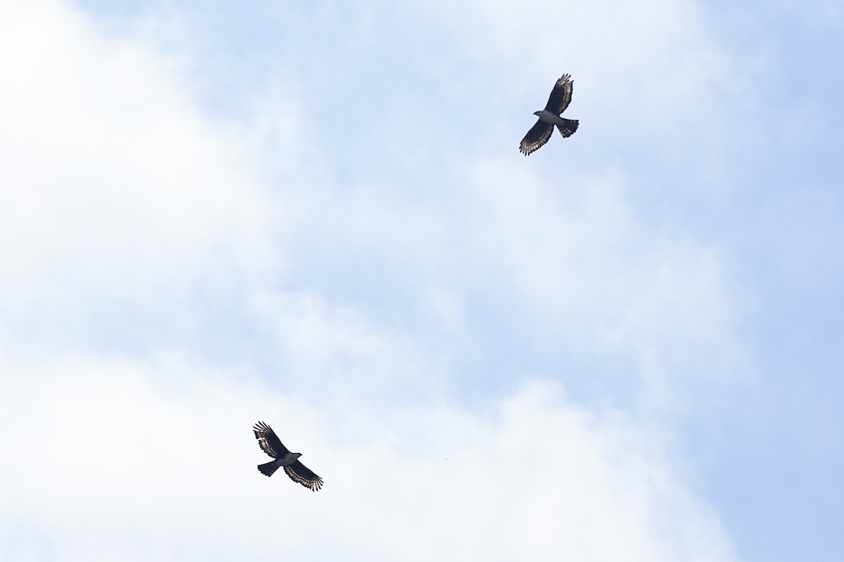 Cassin's Hawk-Eagle - ML638889028