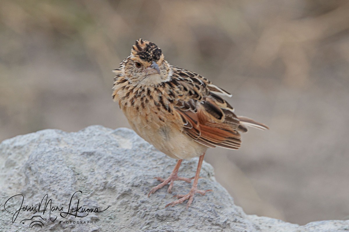 Rufous-naped Lark - ML638889049