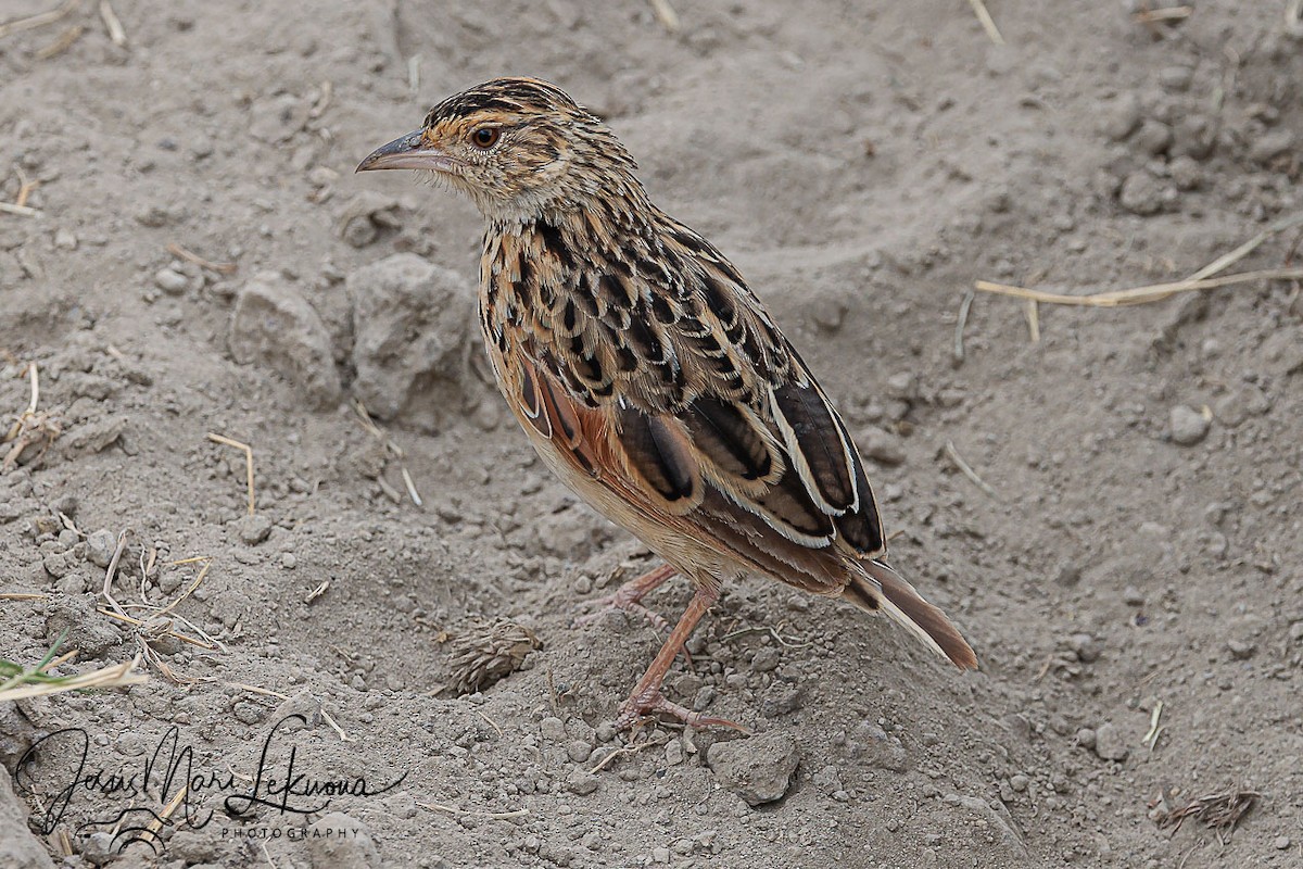 Rufous-naped Lark - ML638889057