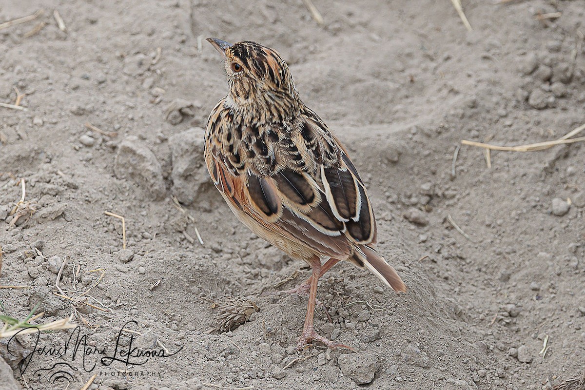 Rufous-naped Lark - ML638889071