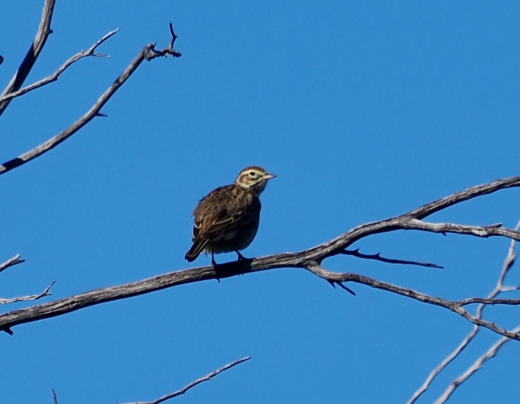 Australian Pipit - ML638889128