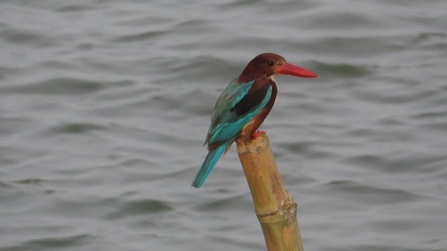 White-throated Kingfisher - ML638889168