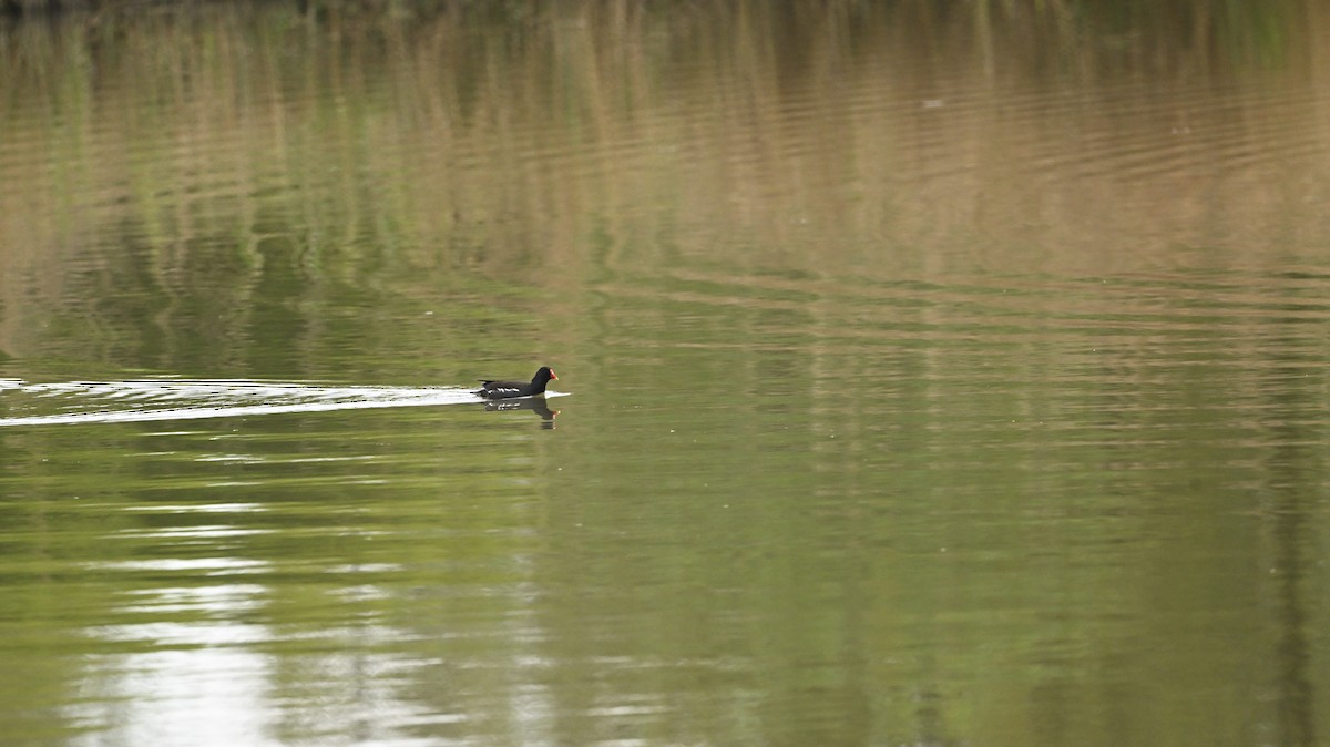 sivhøne - ML638889169