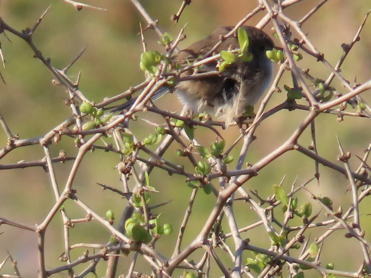 White-winged Fairywren (Blue-and-white) - ML638889200
