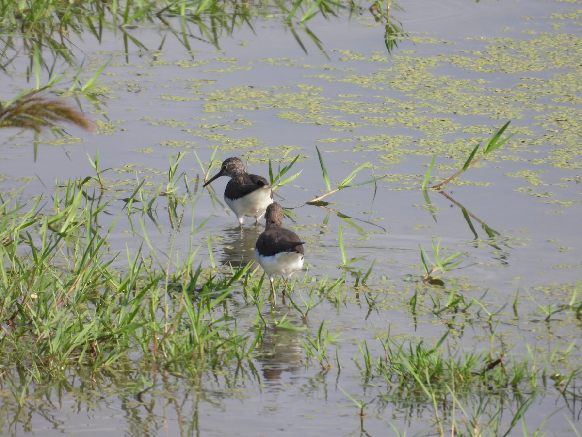 Green Sandpiper - ML638889220