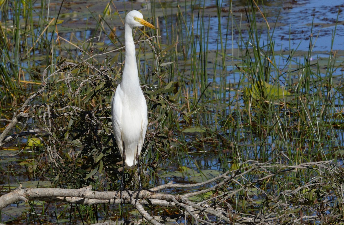 Plumed Egret - ML638889317