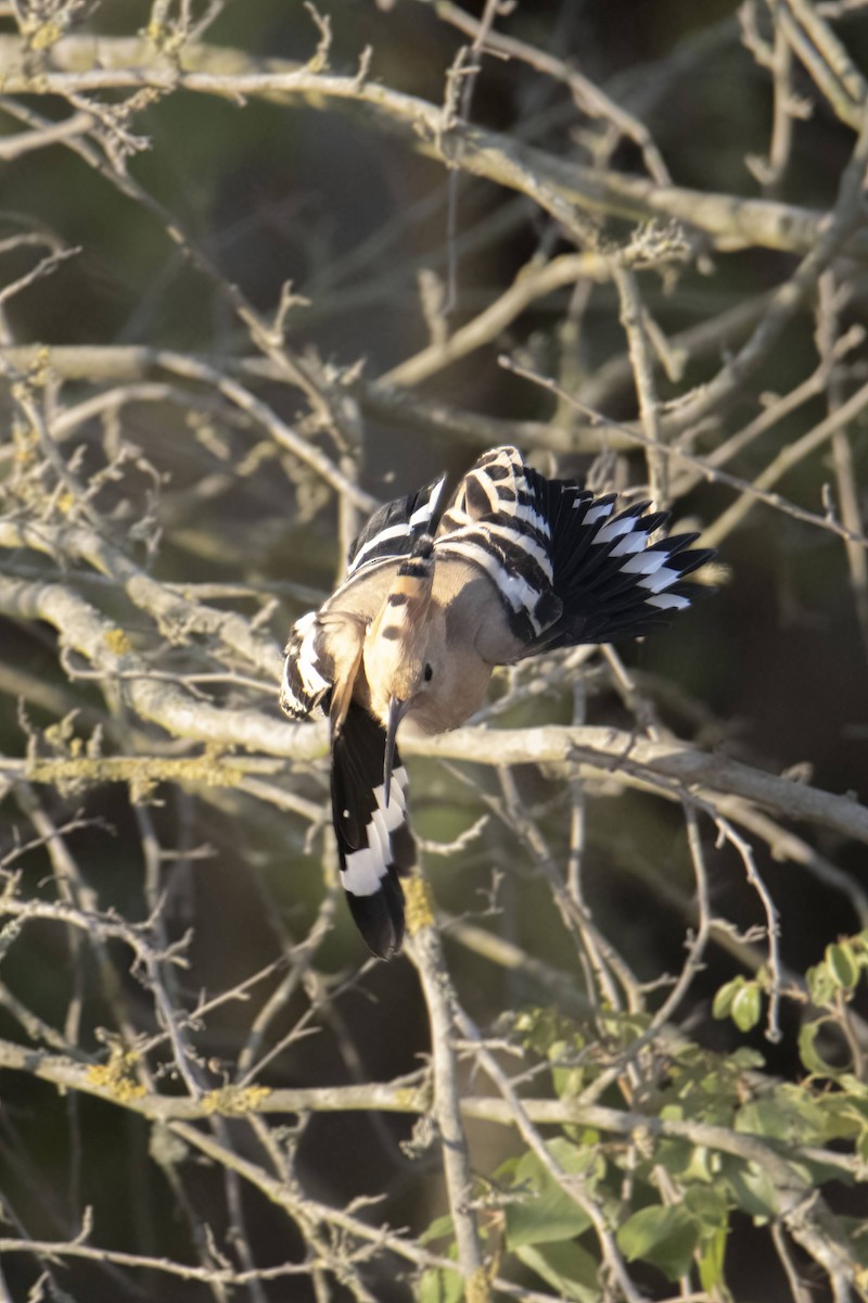 Common Hoopoe - ML638889351