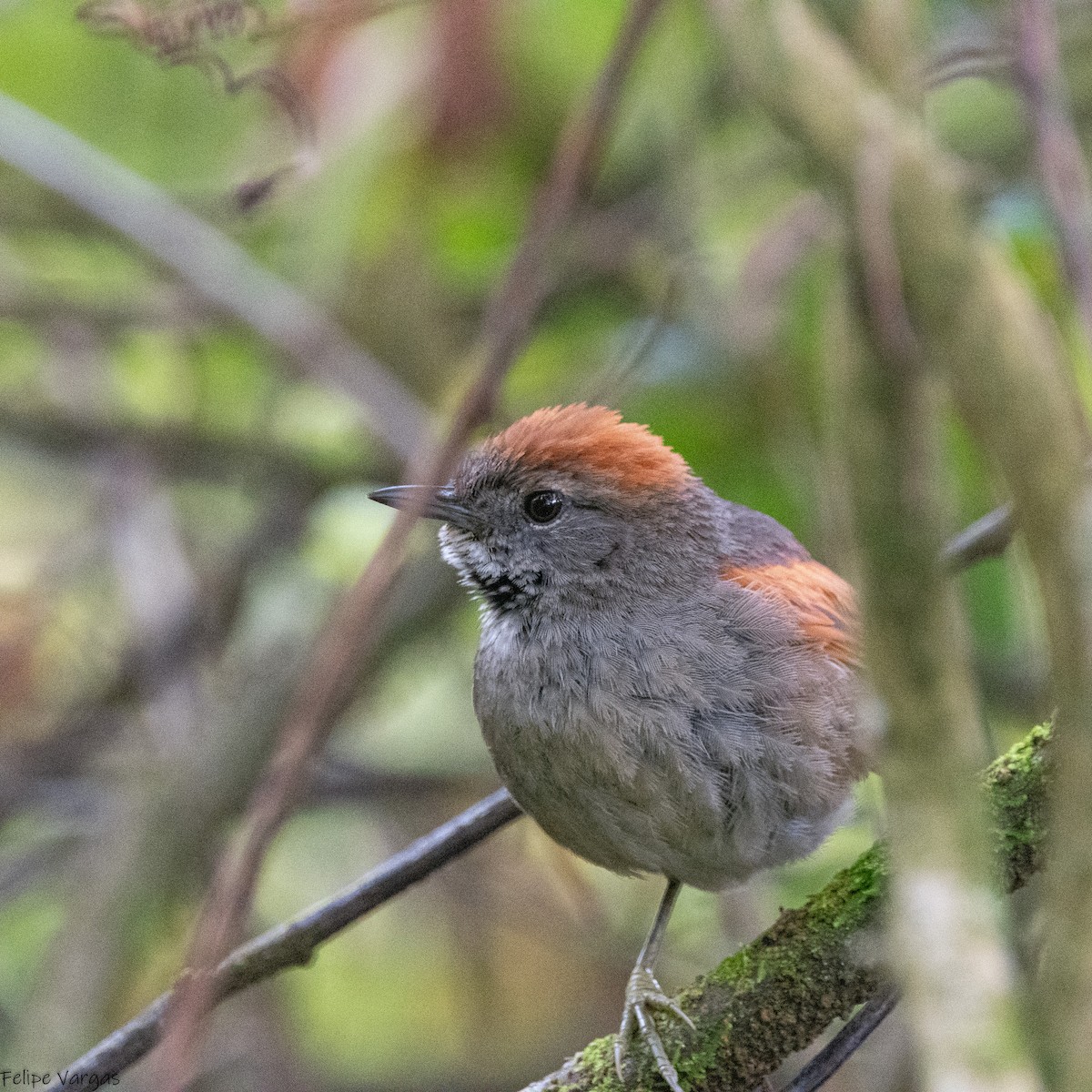 Azara's Spinetail - ML638889366