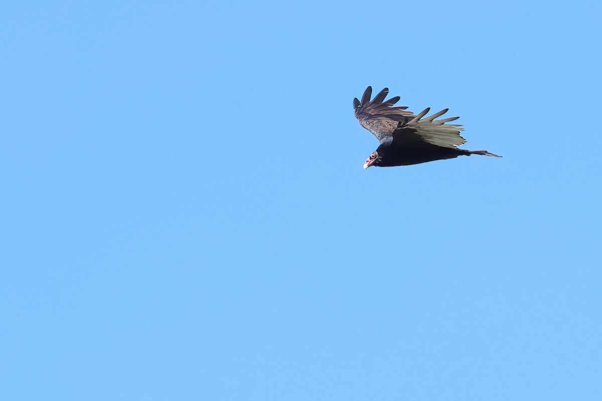 Turkey Vulture (Northern) - ML638889377