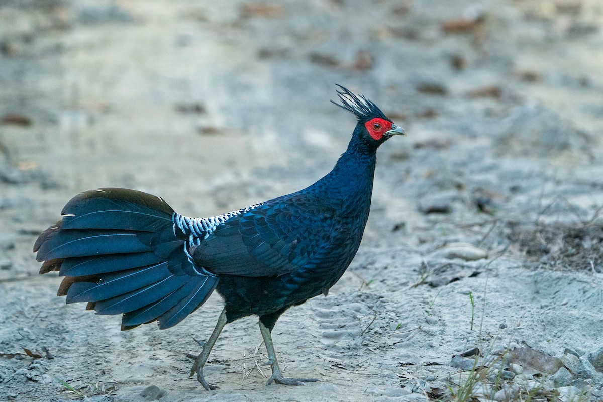 Kalij Pheasant - ML638889389