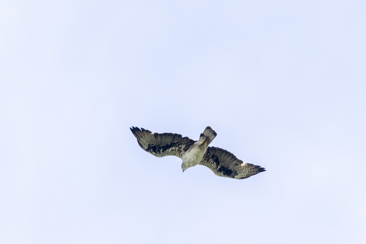 Bonelli's Eagle - ML638889457