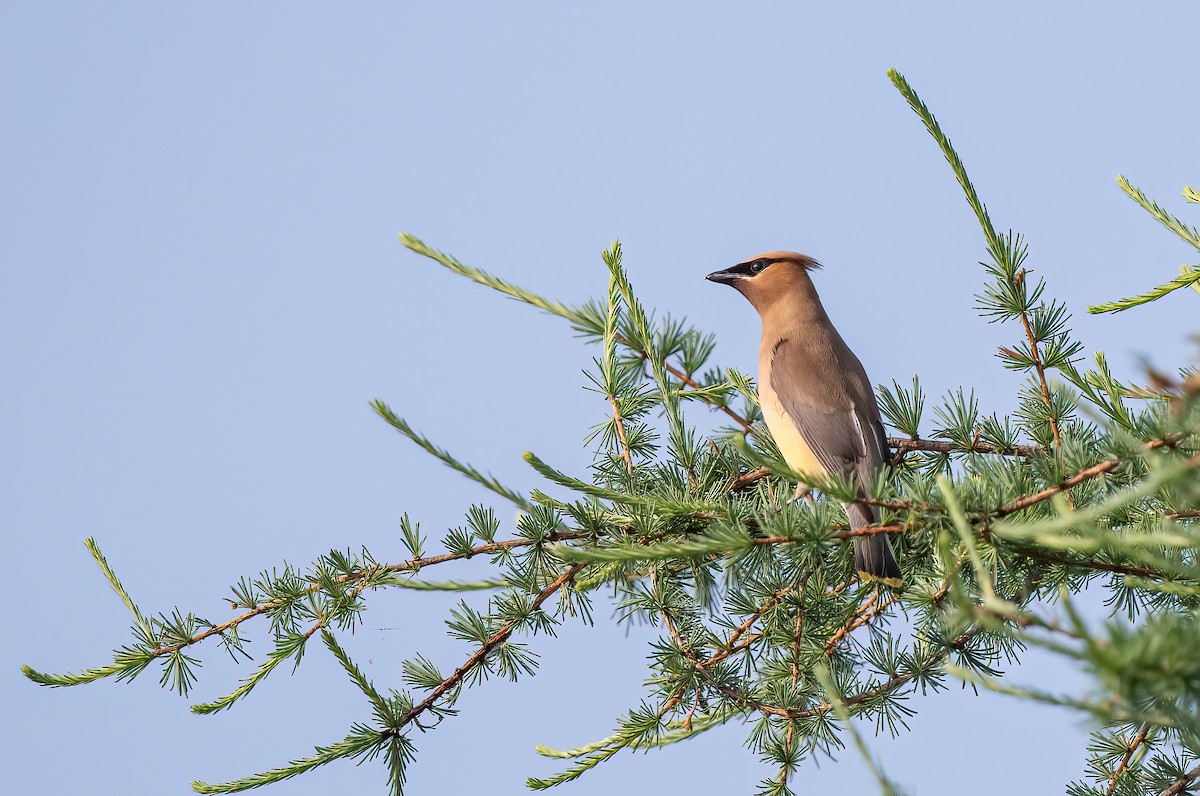 Cedar Waxwing - ML638889465