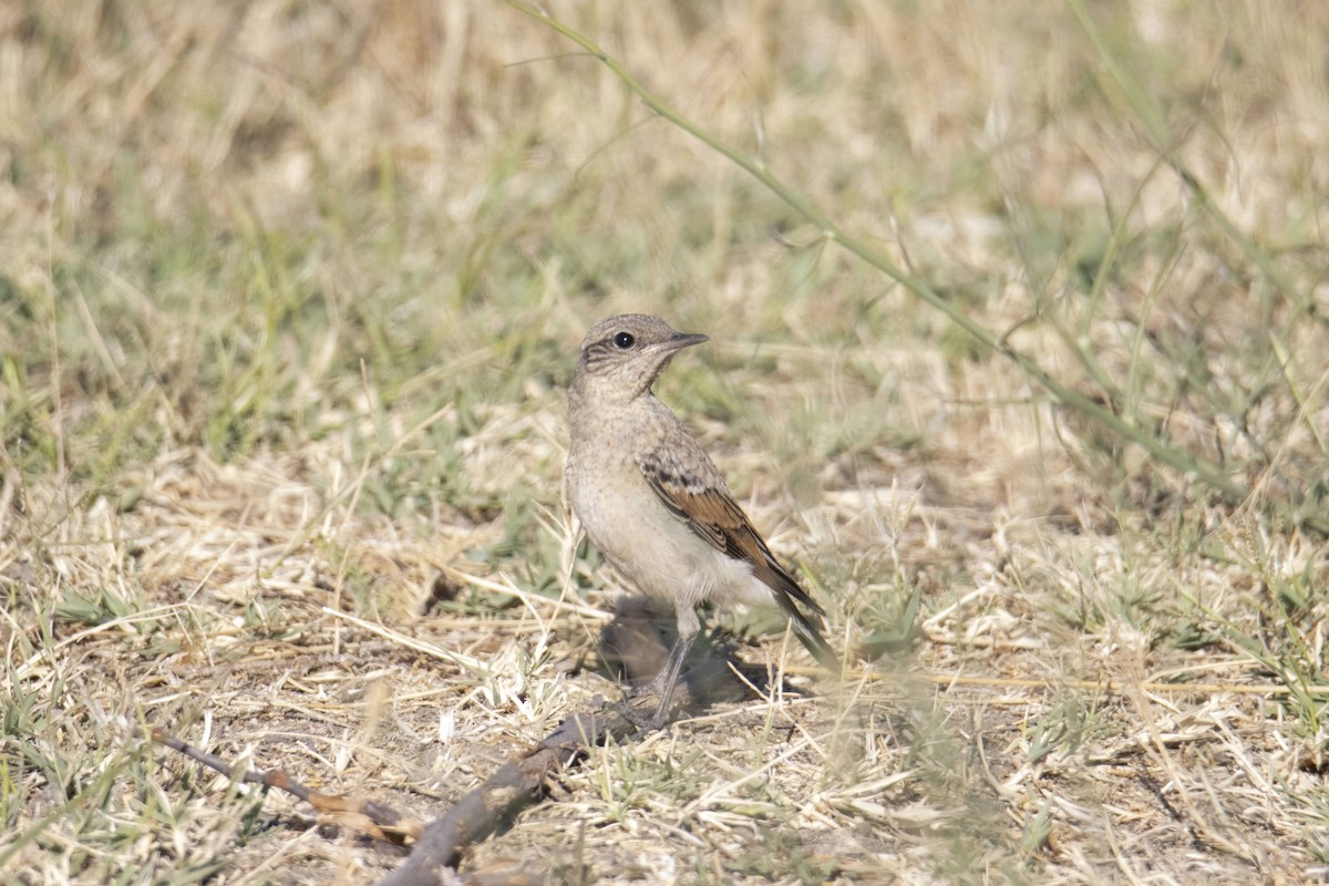 Isabelline Wheatear - ML638889496