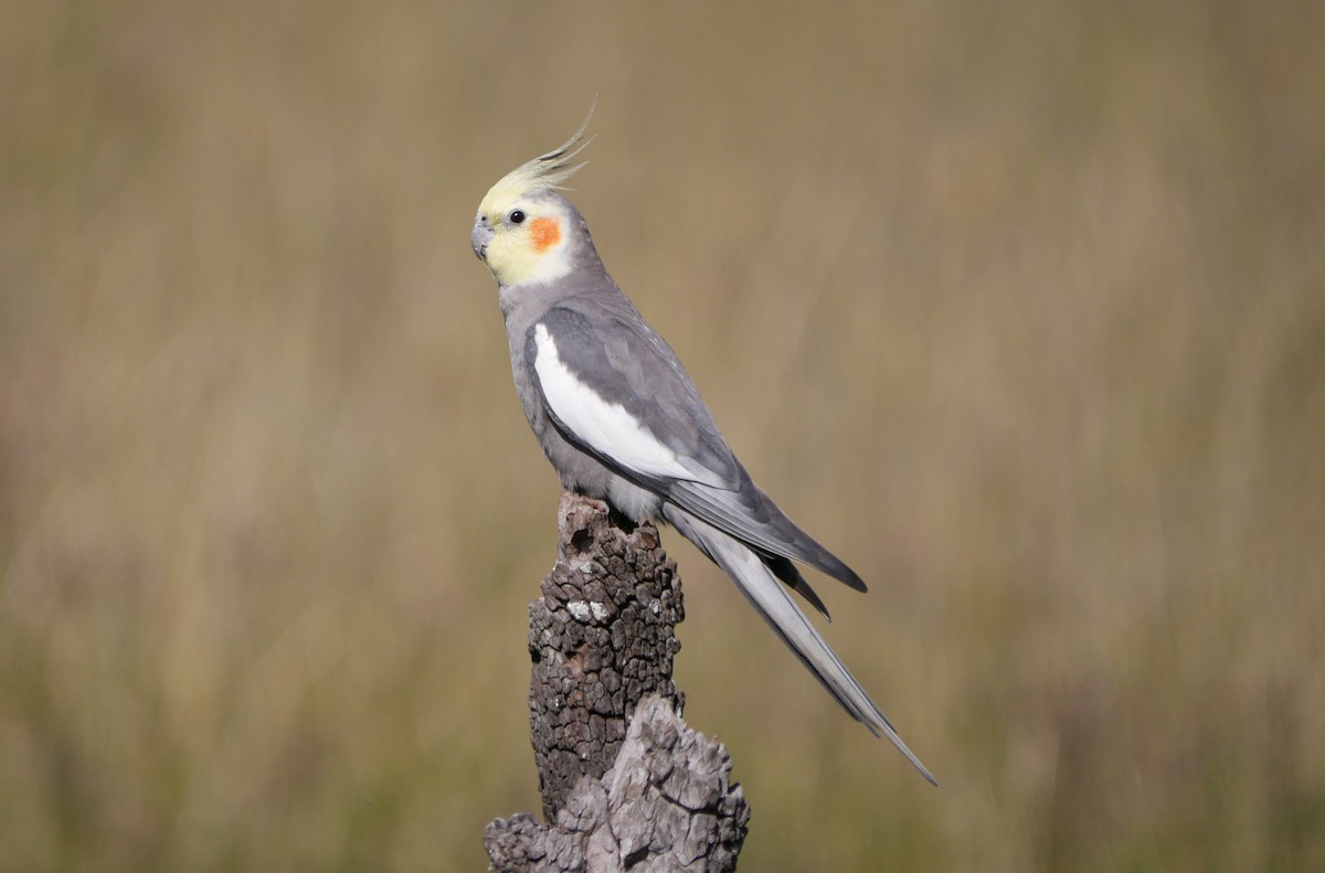 Cockatiel - ML63888951