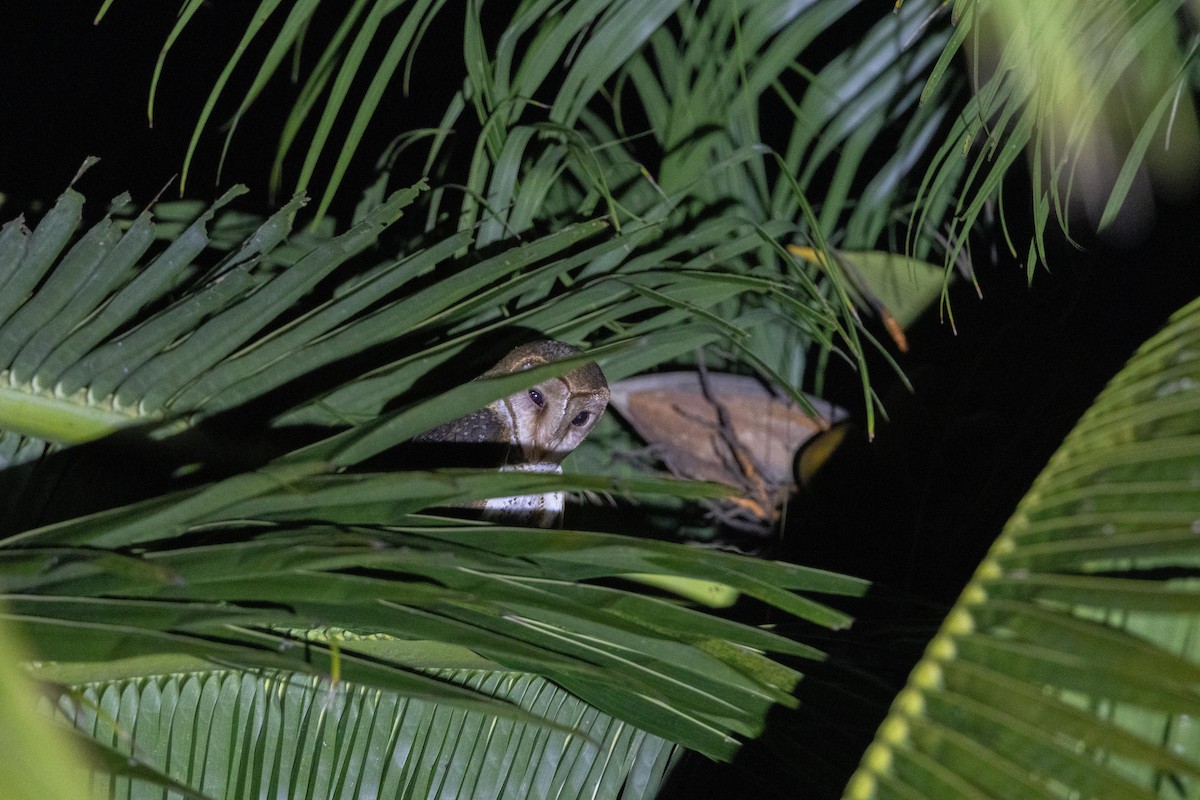 Andaman Masked-Owl - ML638889531