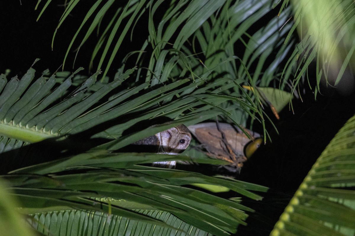 Andaman Masked-Owl - ML638889532