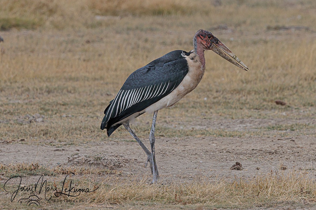 Marabou Stork - ML638889549