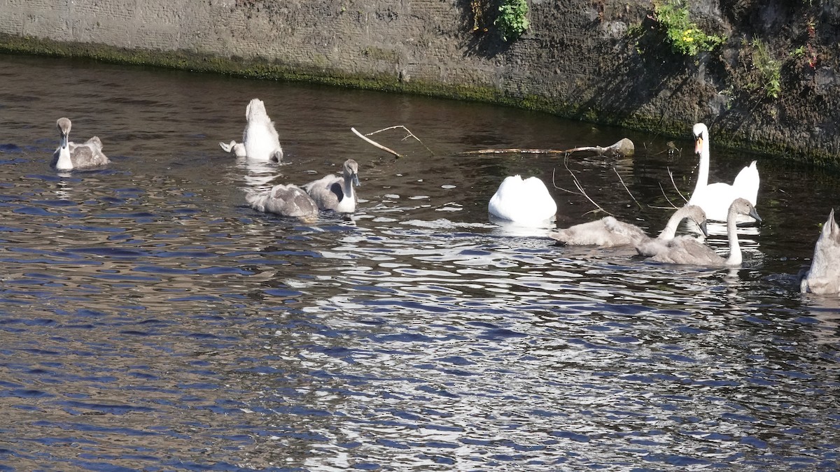 Mute Swan - ML638889573