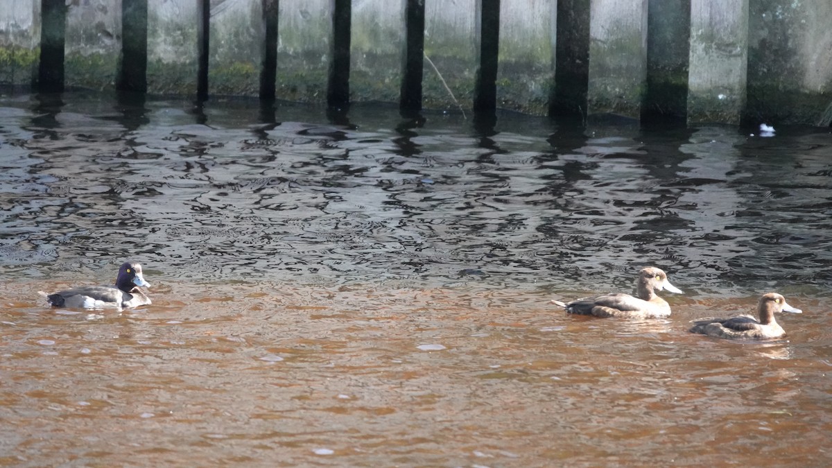 Tufted Duck - ML638889576
