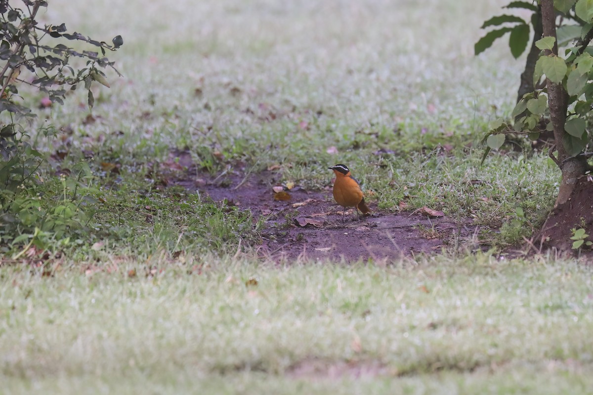 White-browed Robin-Chat - ML638889579