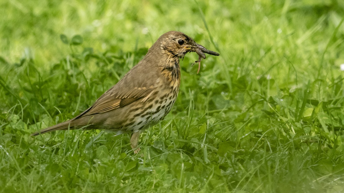 Song Thrush - ML638889601