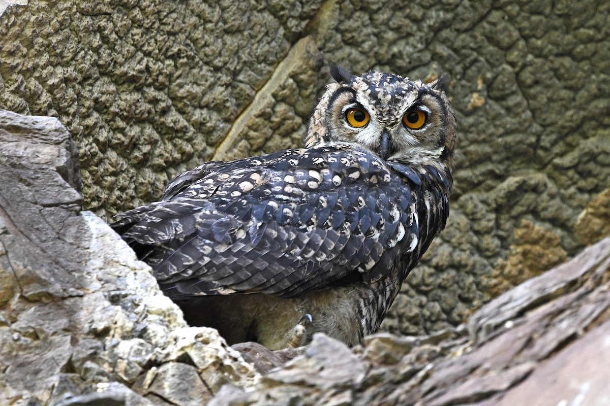 Búho de El Cabo - ML638889608