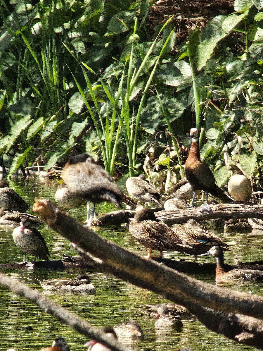 Meller's Duck - ML638889609