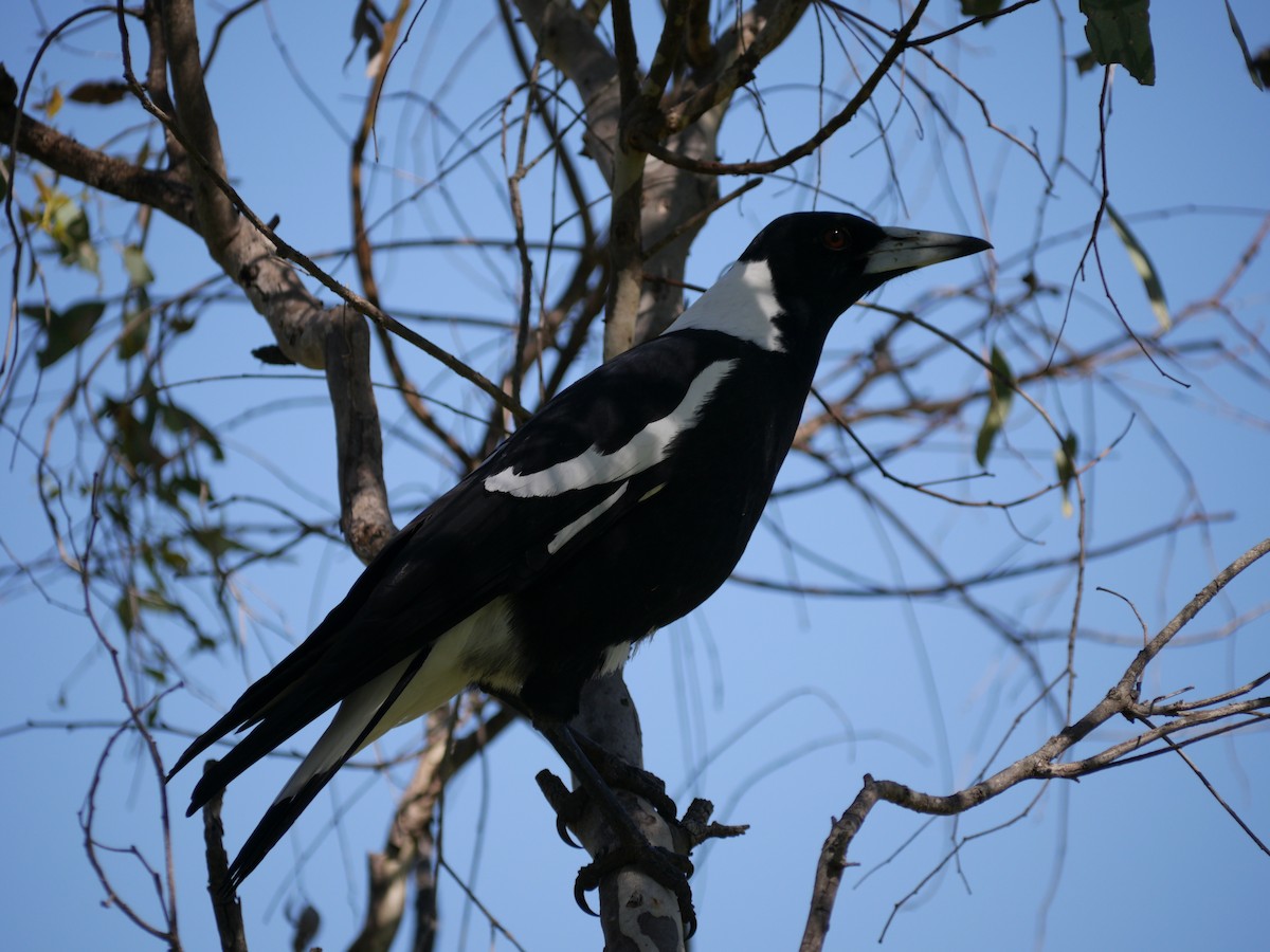 Australian Magpie - ML63888961