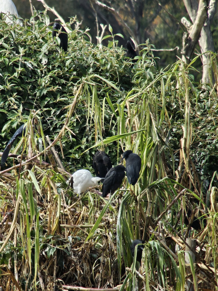 Black Heron - ML638889617
