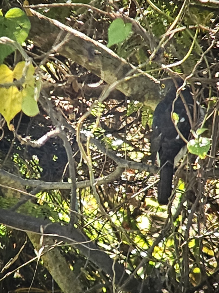 Frances's Sparrowhawk - ML638889620
