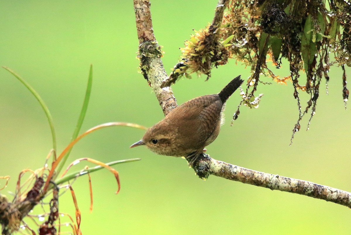 Mountain Wren - ML638889644