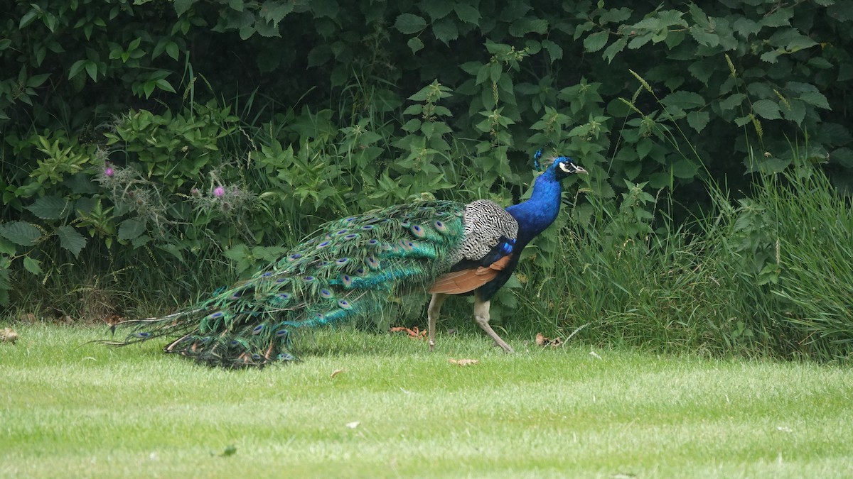 Indian Peafowl - ML638889653