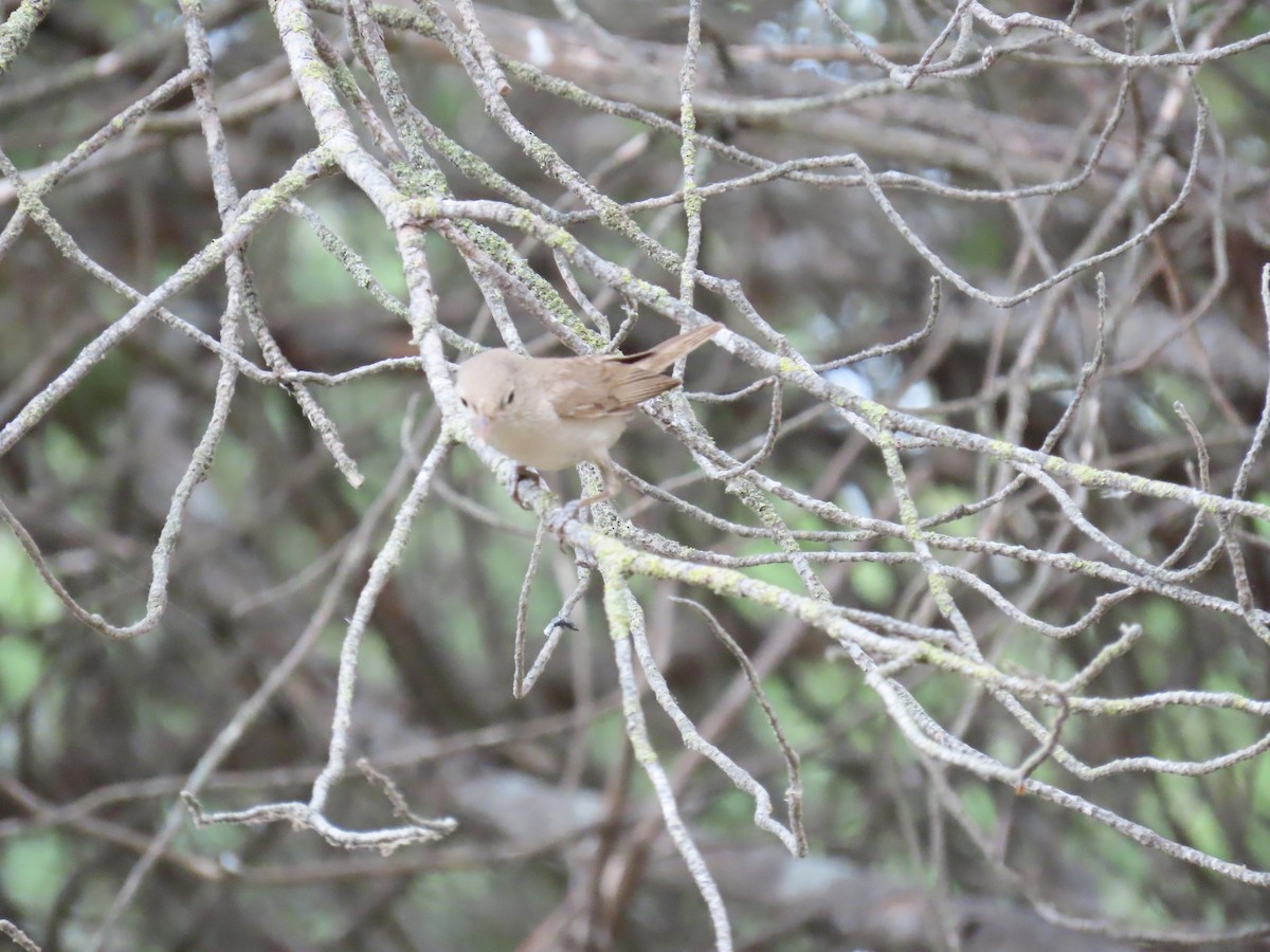 Western Olivaceous Warbler - ML638889655