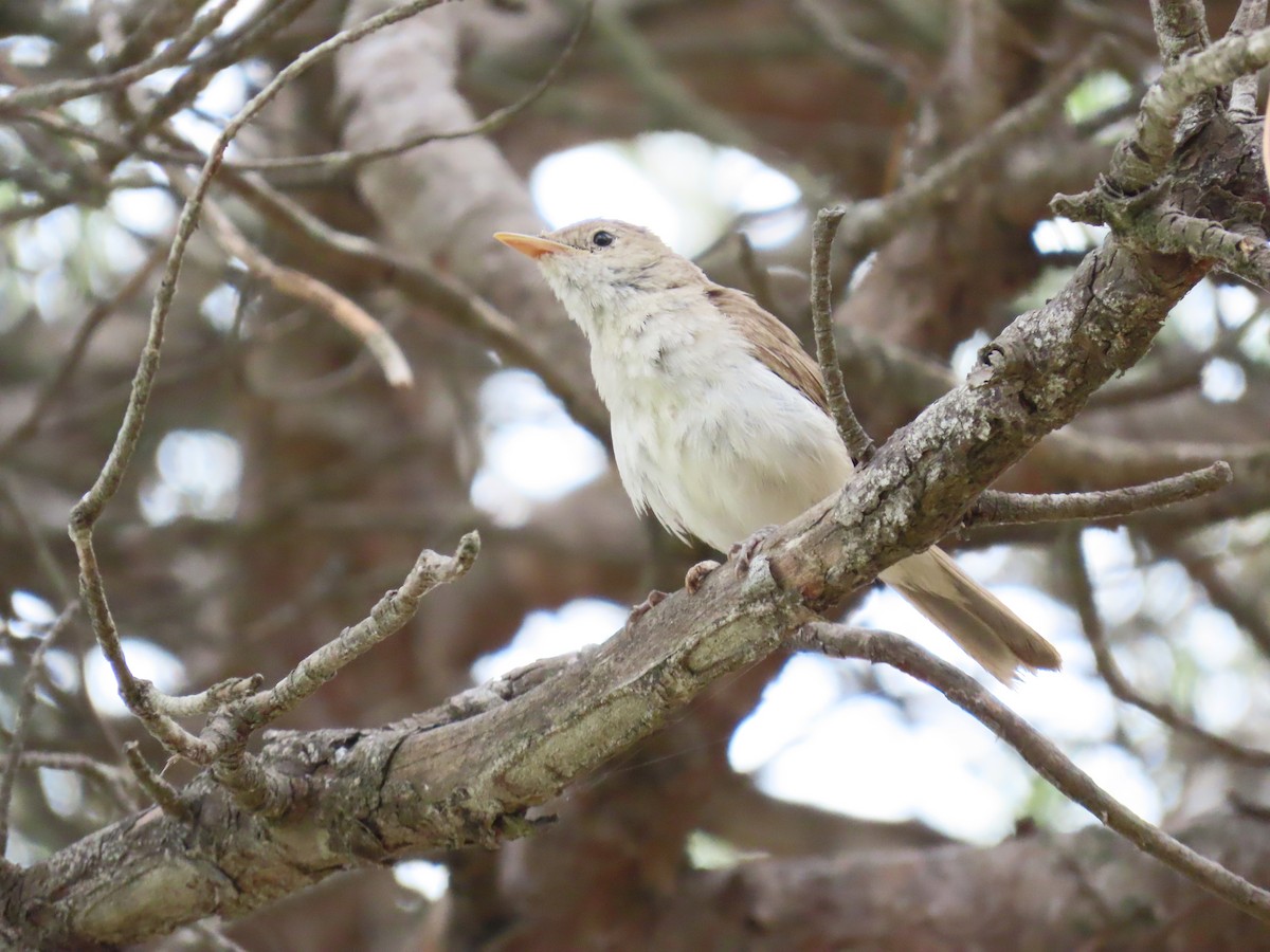 Western Olivaceous Warbler - ML638889656