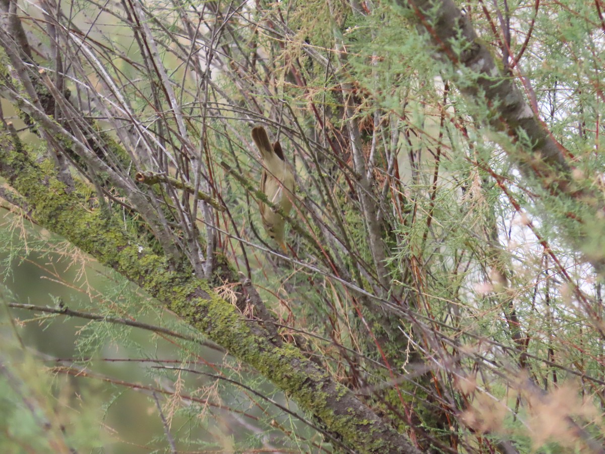 Western Olivaceous Warbler - ML638889658