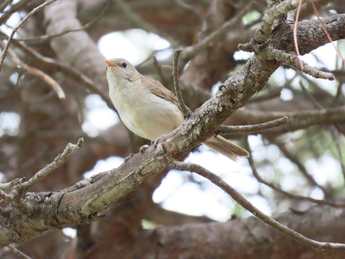 Western Olivaceous Warbler - ML638889661