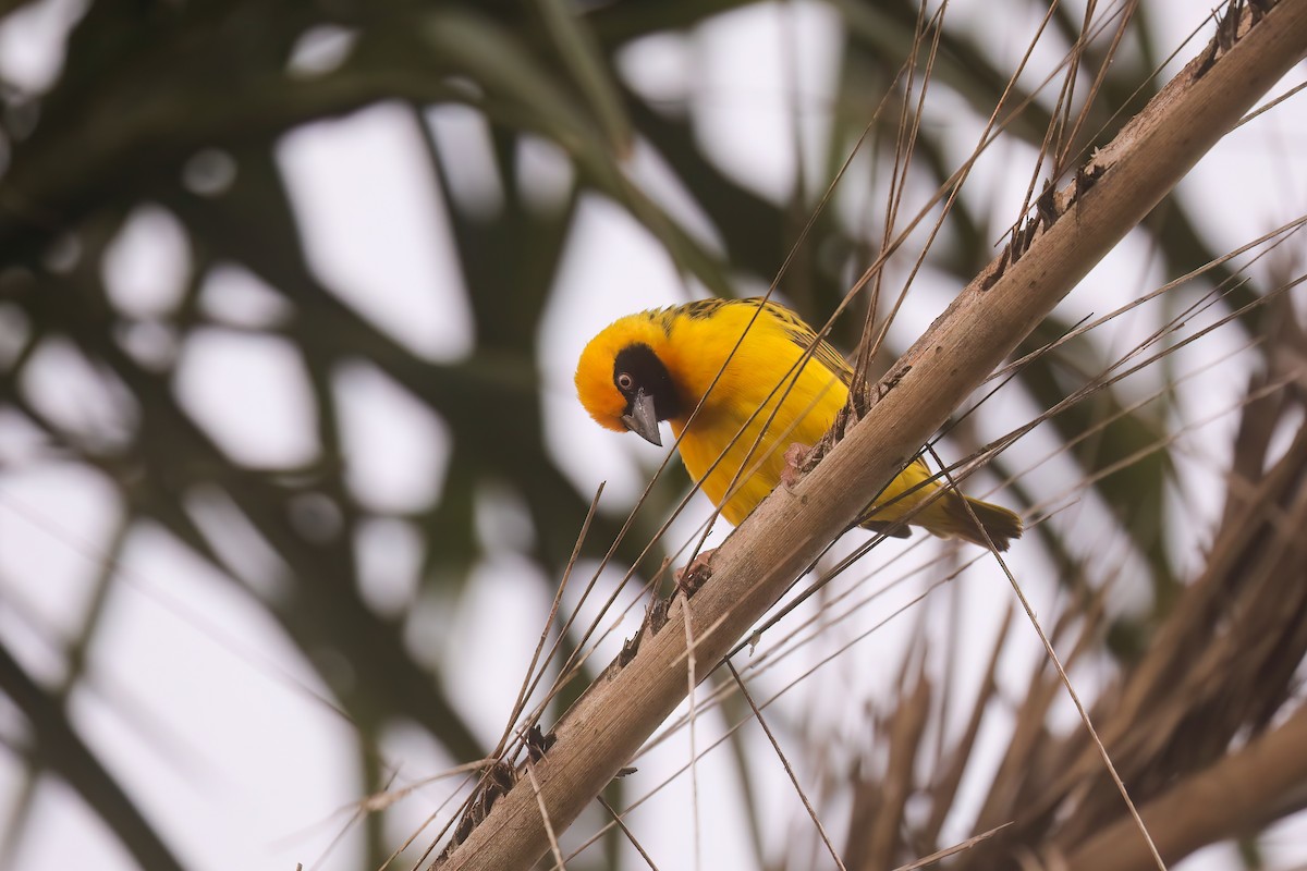 Speke's Weaver - ML638889663
